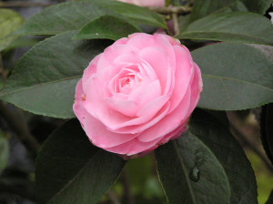 Camellia japonica Desire                              